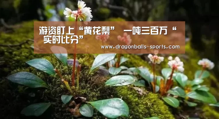 游资盯上“黄花梨” 一吨三百万“ 实时比分”(图2) 龙珠体育app比分直播