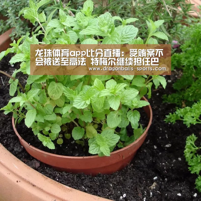  赛事数据直播